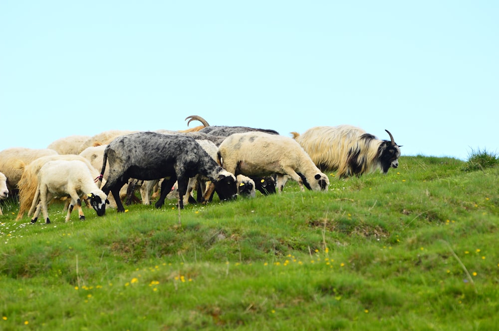 a herd of sheep grazing on a lush green hillside