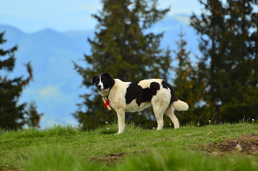 a black and white dog standing on top of a lush green field