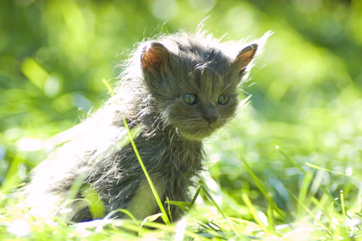 A fluffy kitten playfully chasing a squirrel in a sunlit garden filled with blooming flowers.