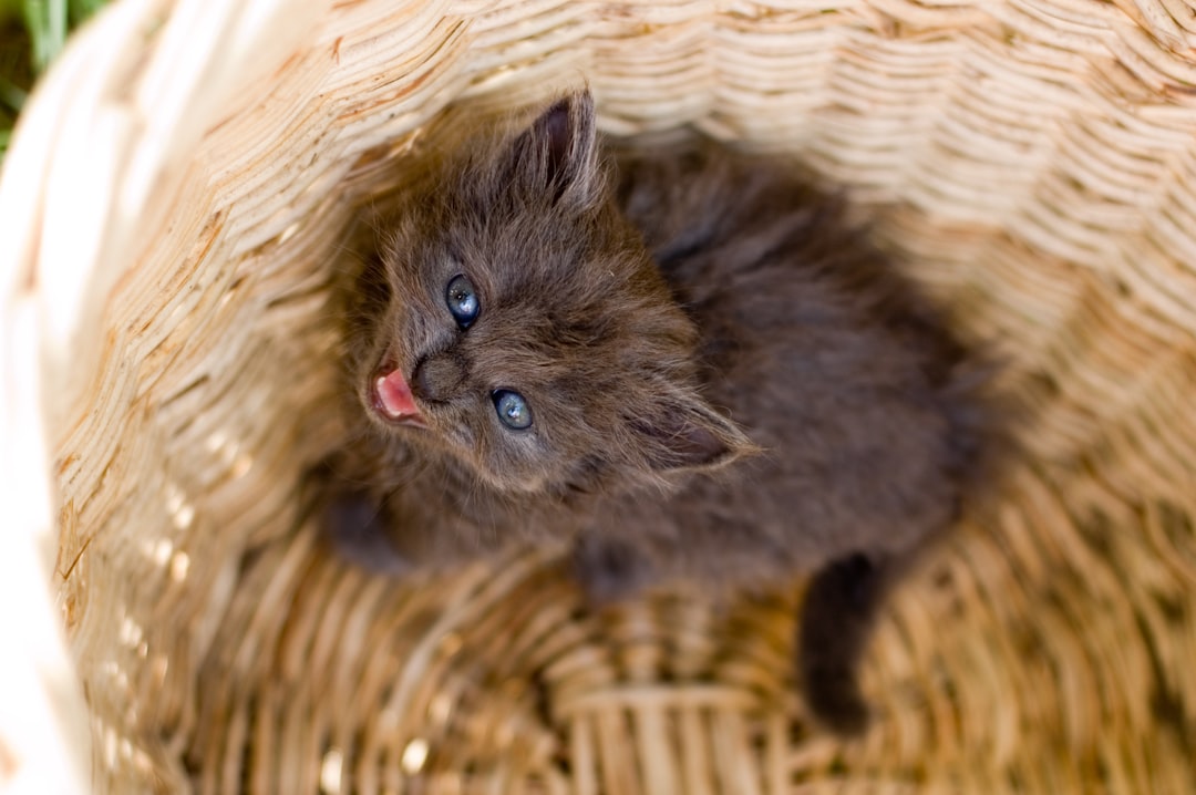 black kitten on brown woven basket
