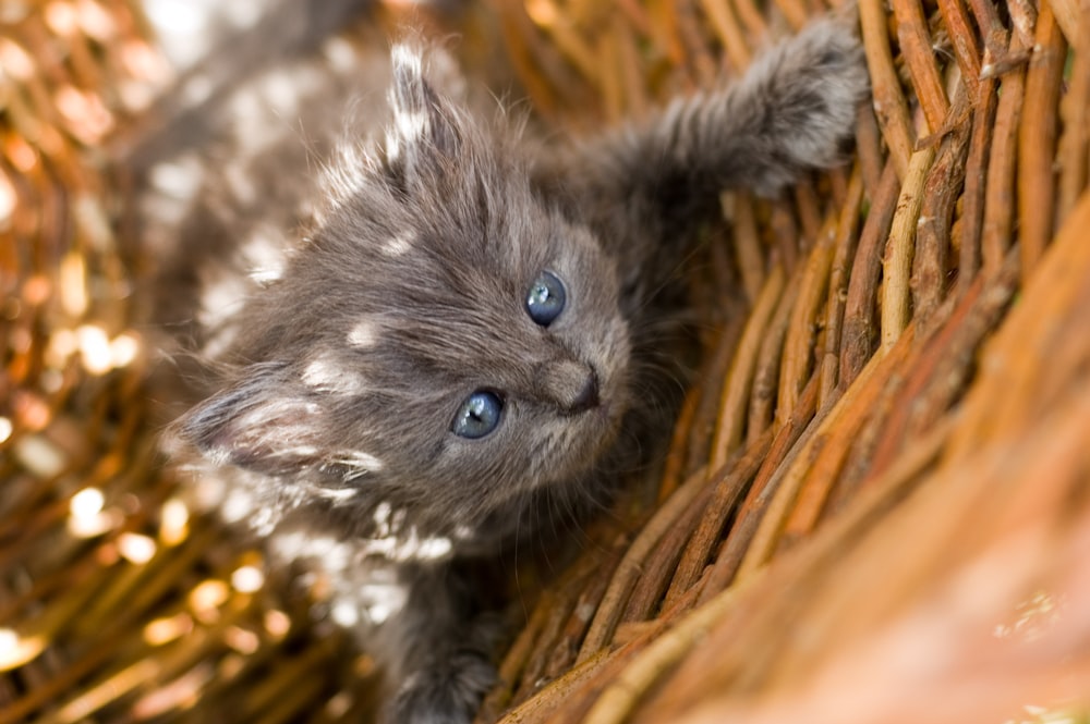 russian blue kitten on brown wicker basket