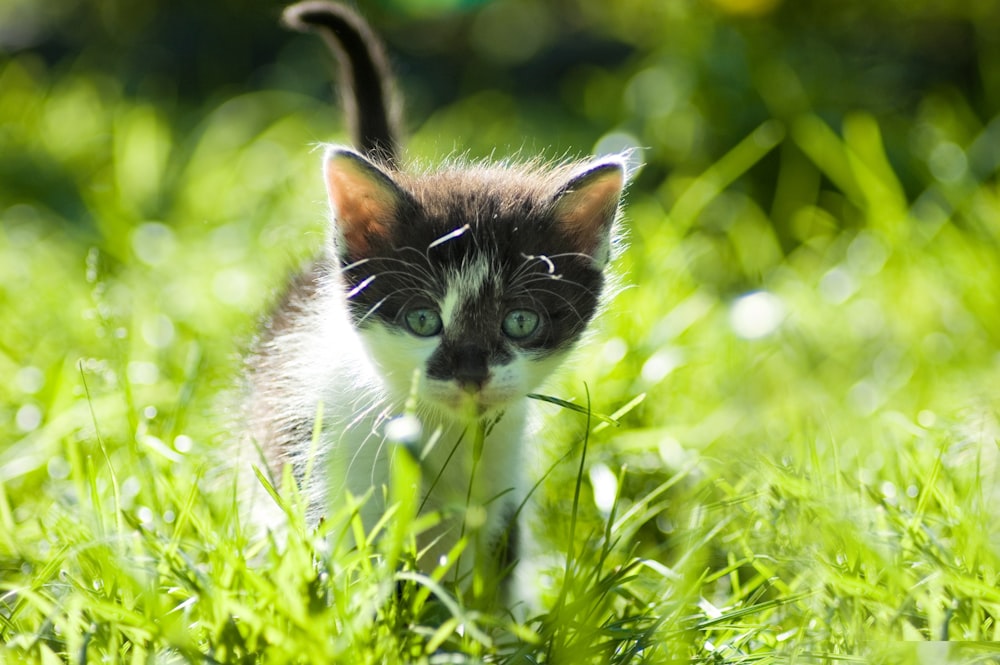 white and black kitten on green grass during daytime