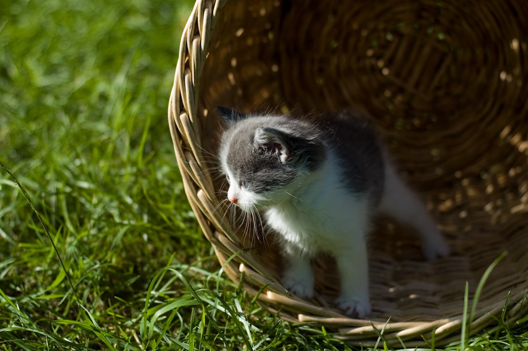white and black kitten on brown woven basket on green grass during daytime