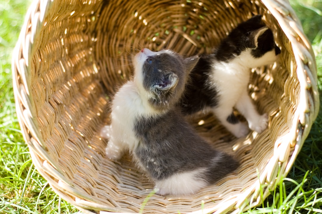 white and black cat on brown woven basket