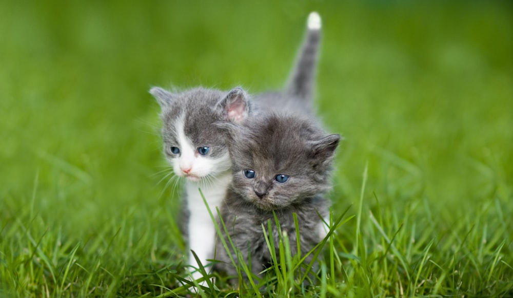 white and gray kitten on green grass during daytime