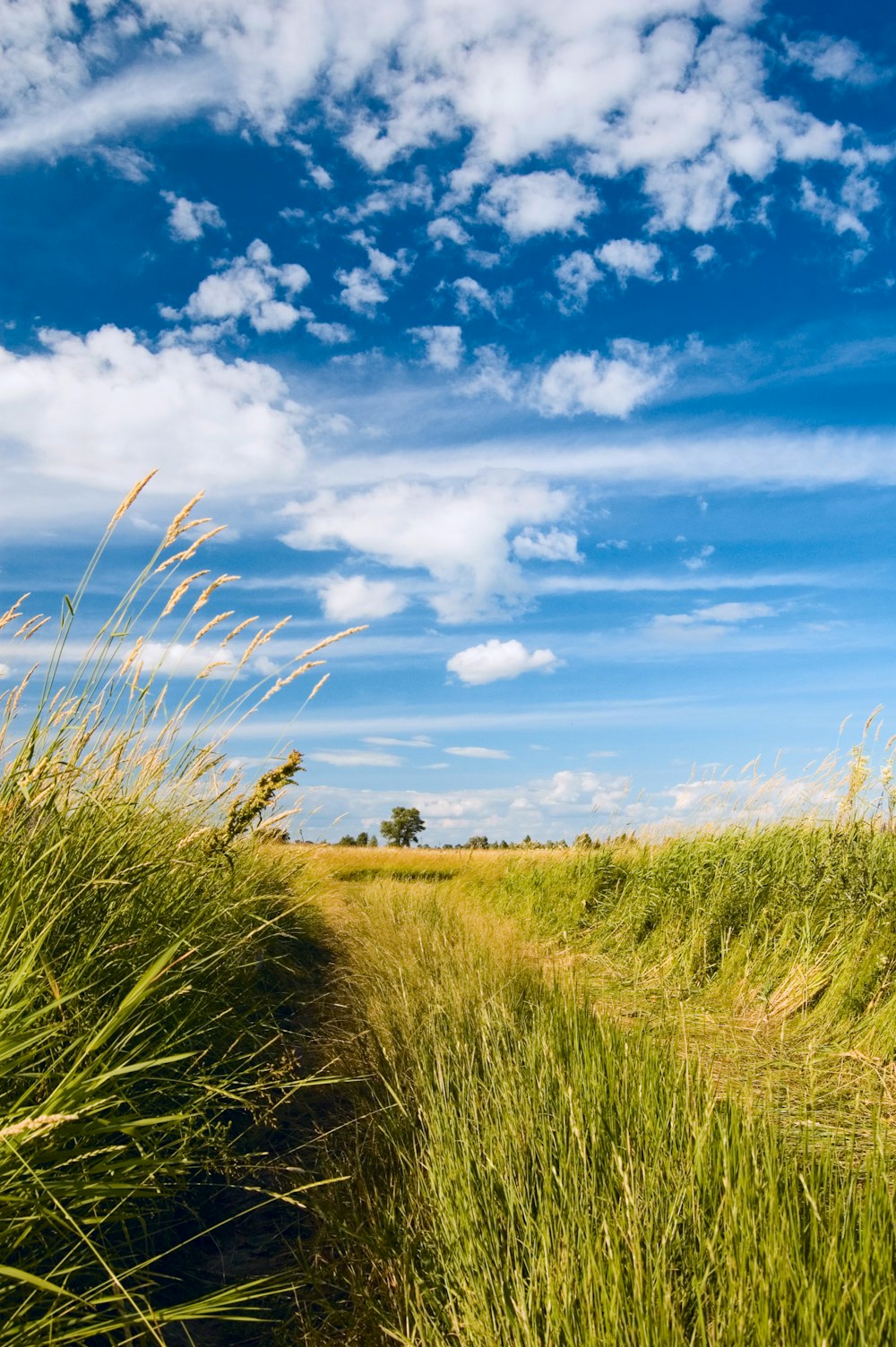 green grass field under blue sky during daytime