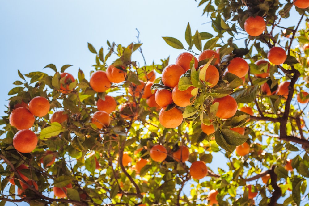 árvore frutífera laranja sob o céu azul durante o dia