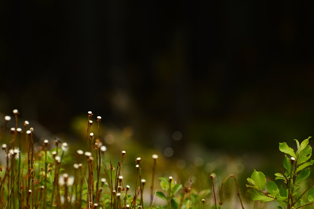 a close up of a plant with water droplets on it