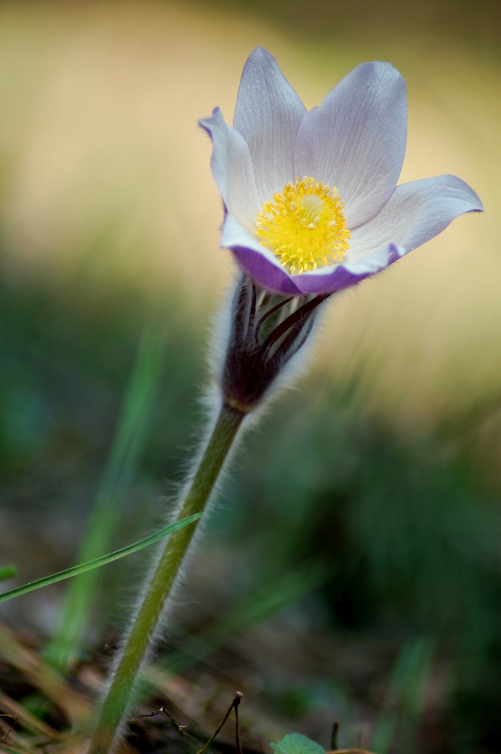 white and purple flower in bloom during daytime