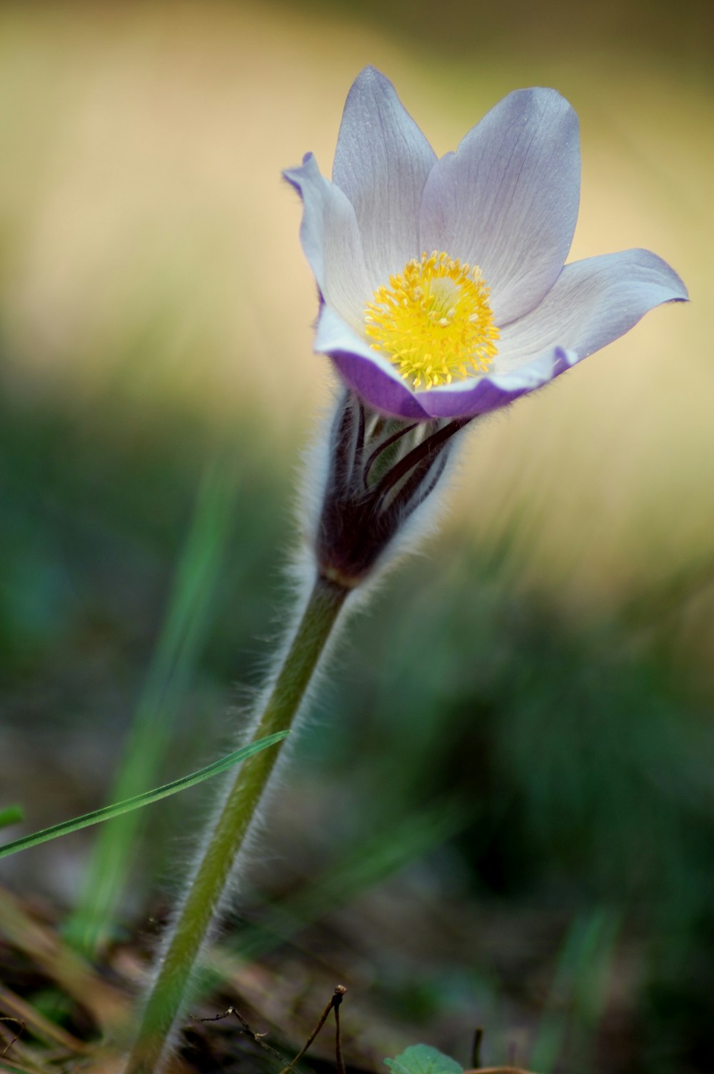 Weiße und violette Blume blüht tagsüber
