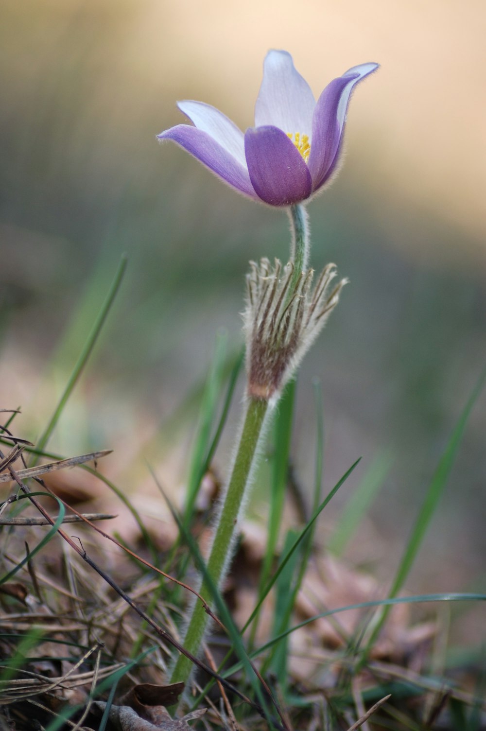 purple crocus flower in bloom during daytime