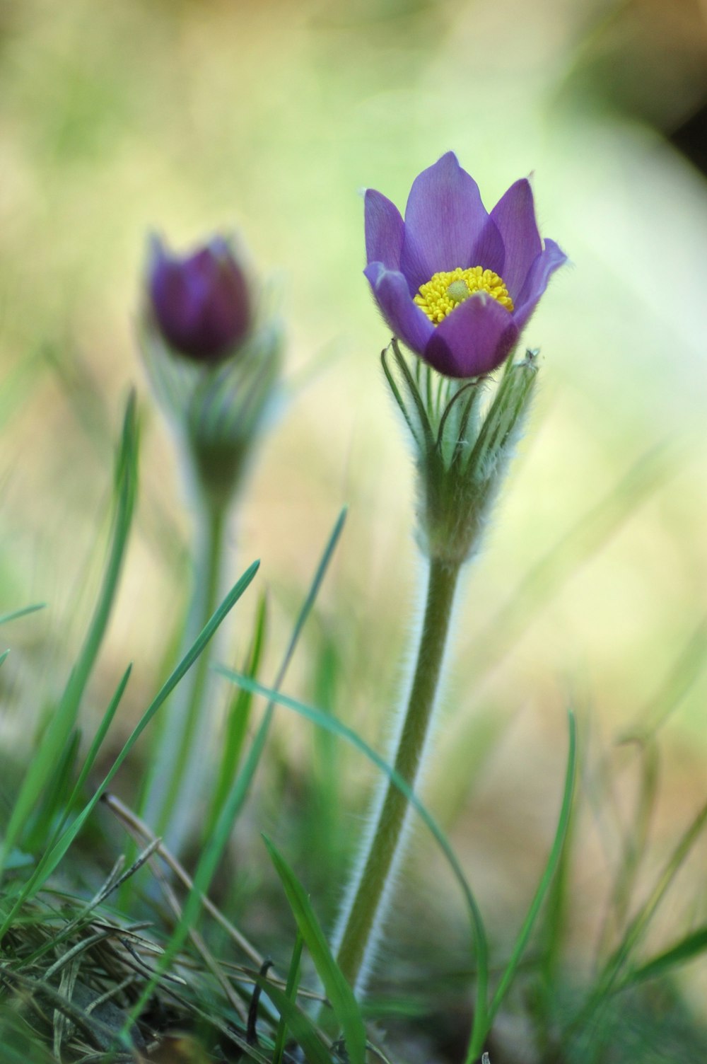 fleur violette dans l’herbe verte pendant la journée