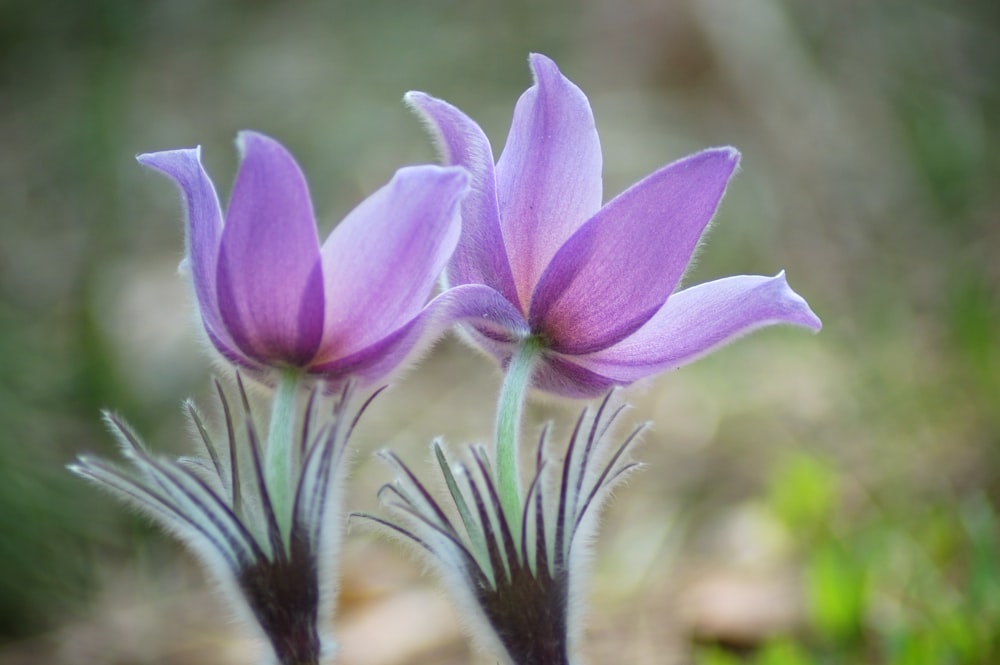 purple crocus in bloom during daytime