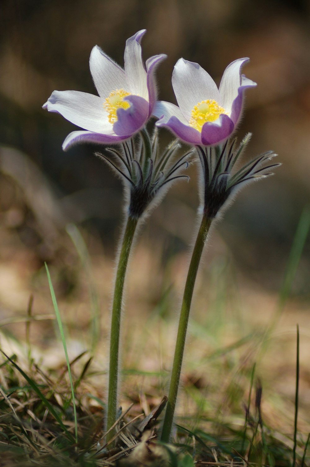 purple and white flower in tilt shift lens