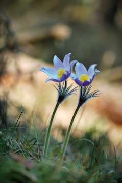 Two delicate purple flowers with yellow centers stand on thin stems surrounded by blurred green foliage, capturing the serene beauty of nature.