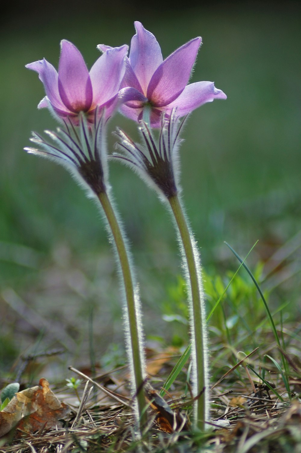 purple flower in tilt shift lens