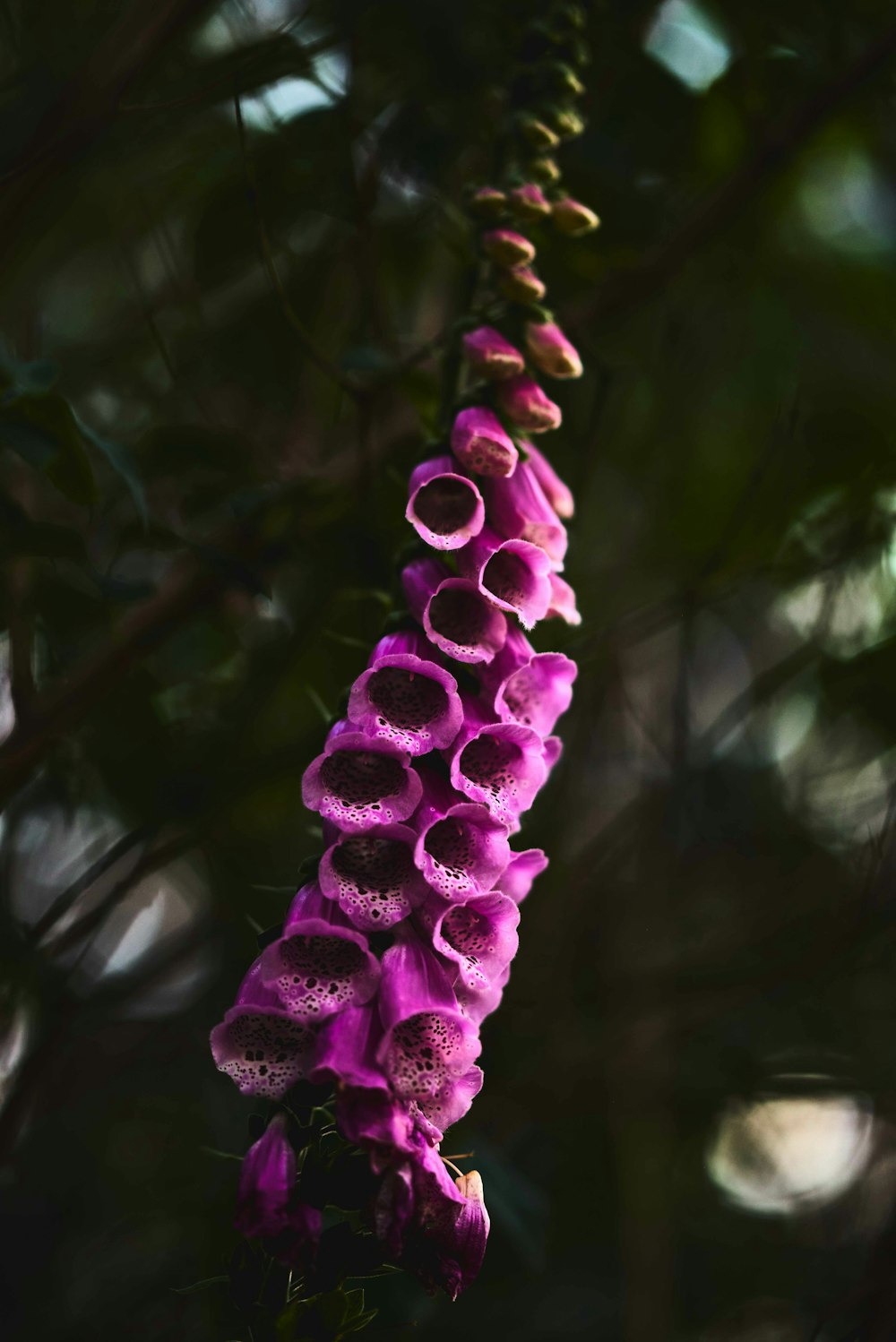 flor roxa na lente do deslocamento da inclinação