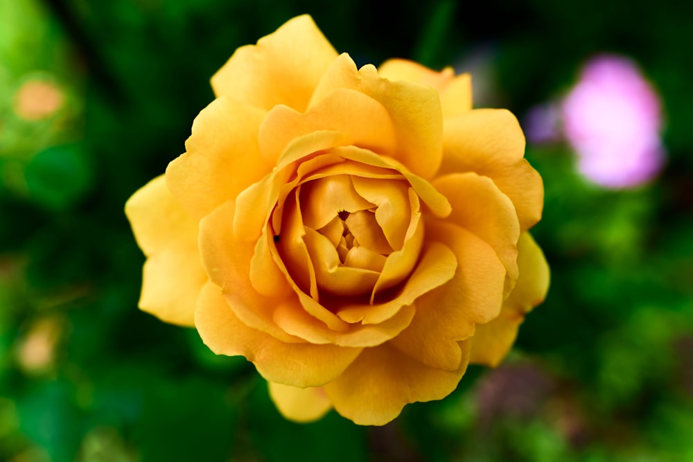 yellow rose in bloom during daytime