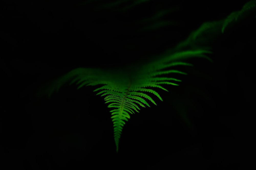 green leaf plant in dark room