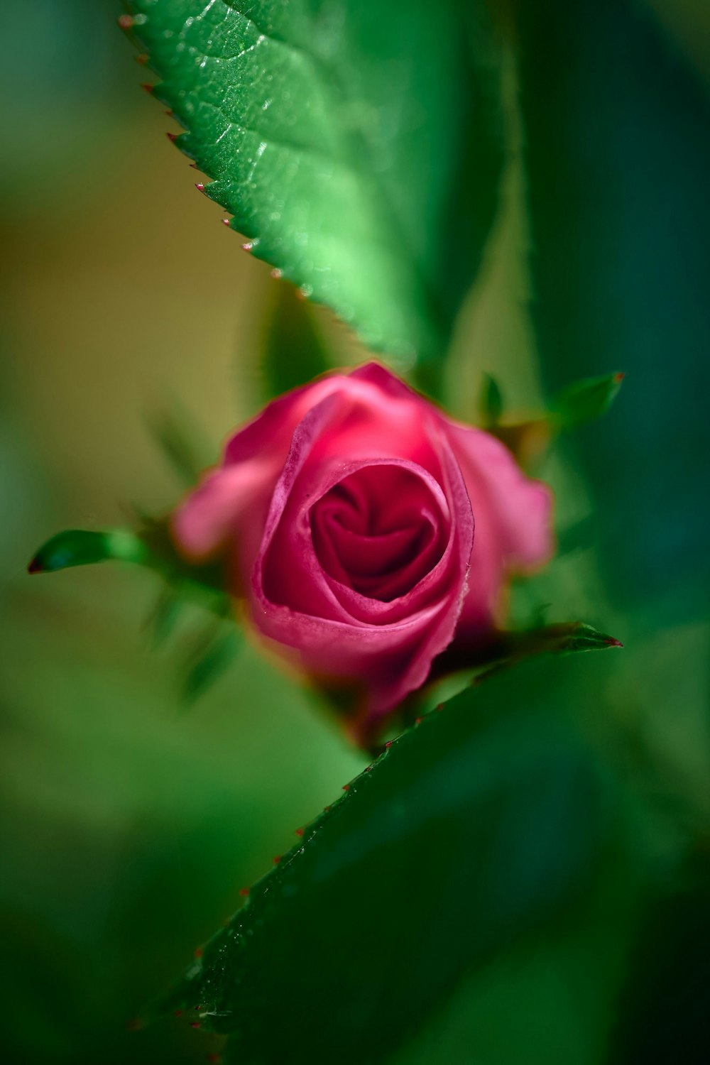 pink rose in bloom during daytime