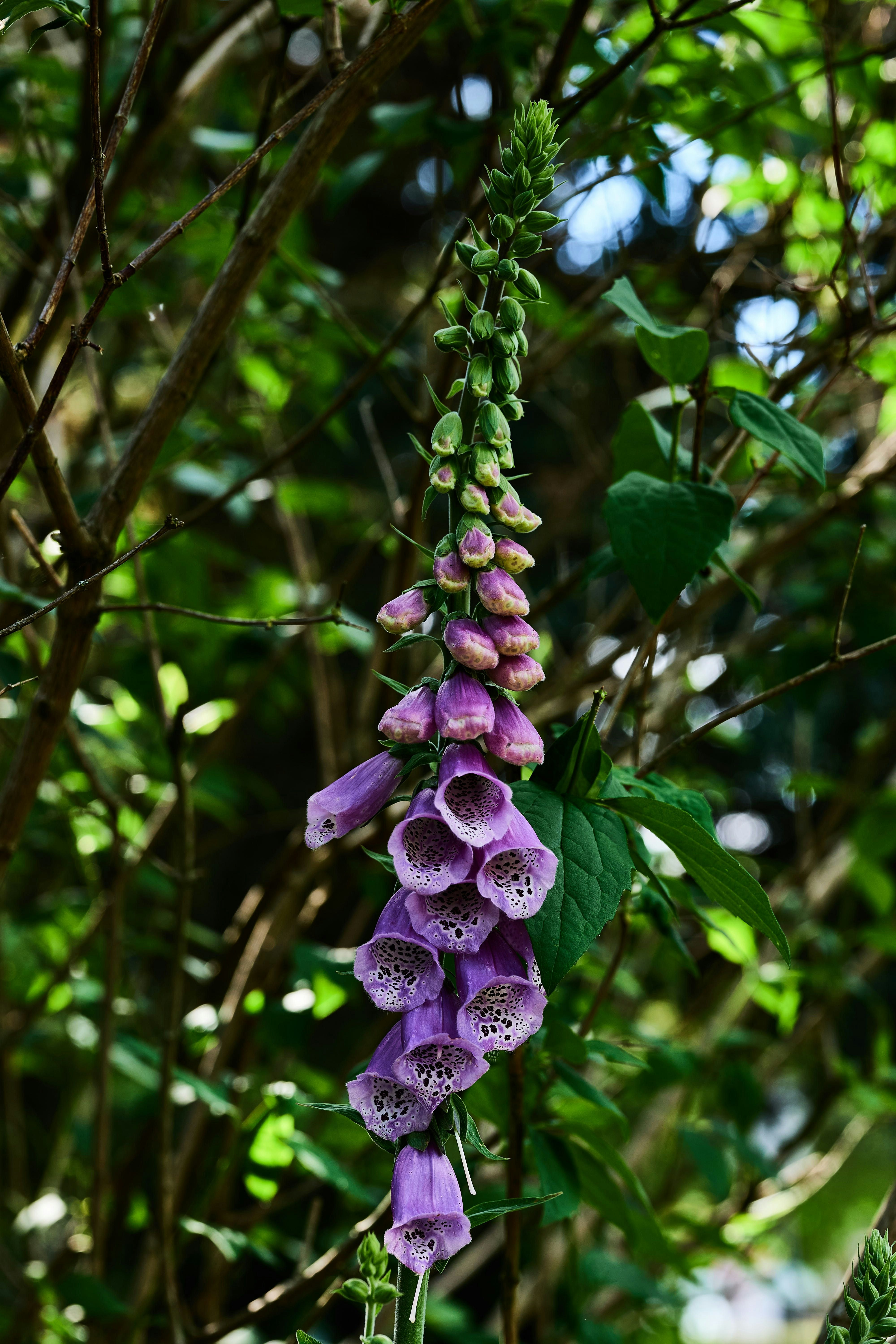 purple flower buds in tilt shift lens