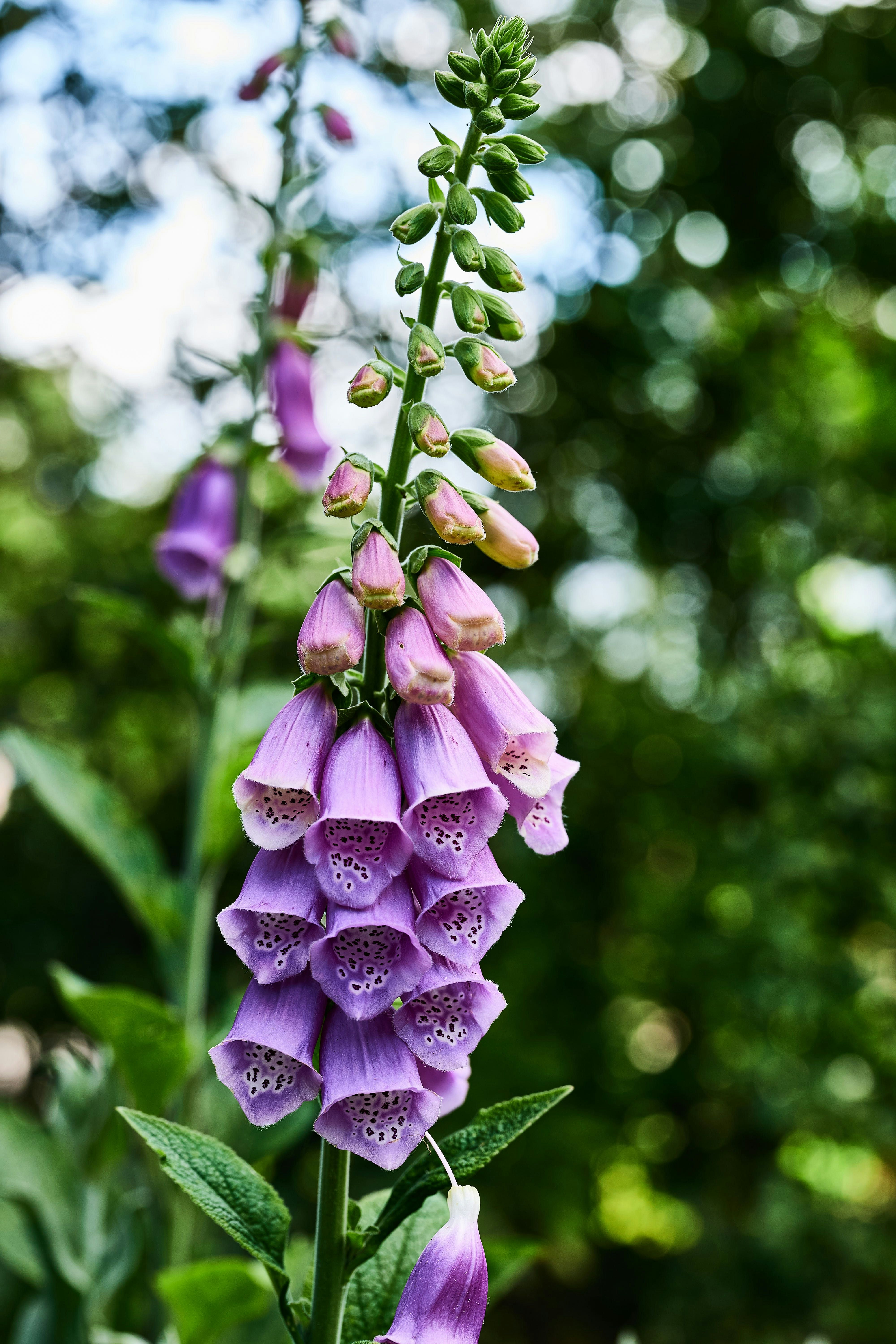 purple flower in tilt shift lens