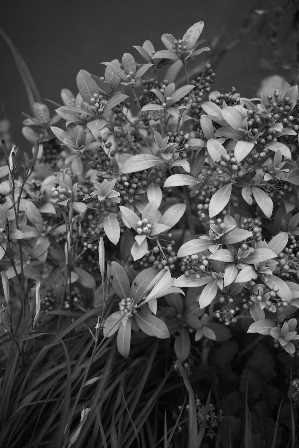grayscale photo of leaves during daytime