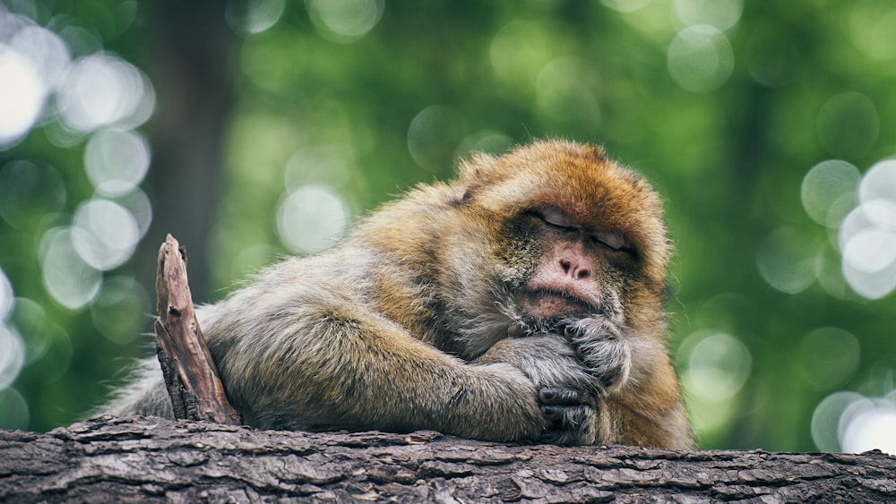 brown monkey on brown tree branch during daytime