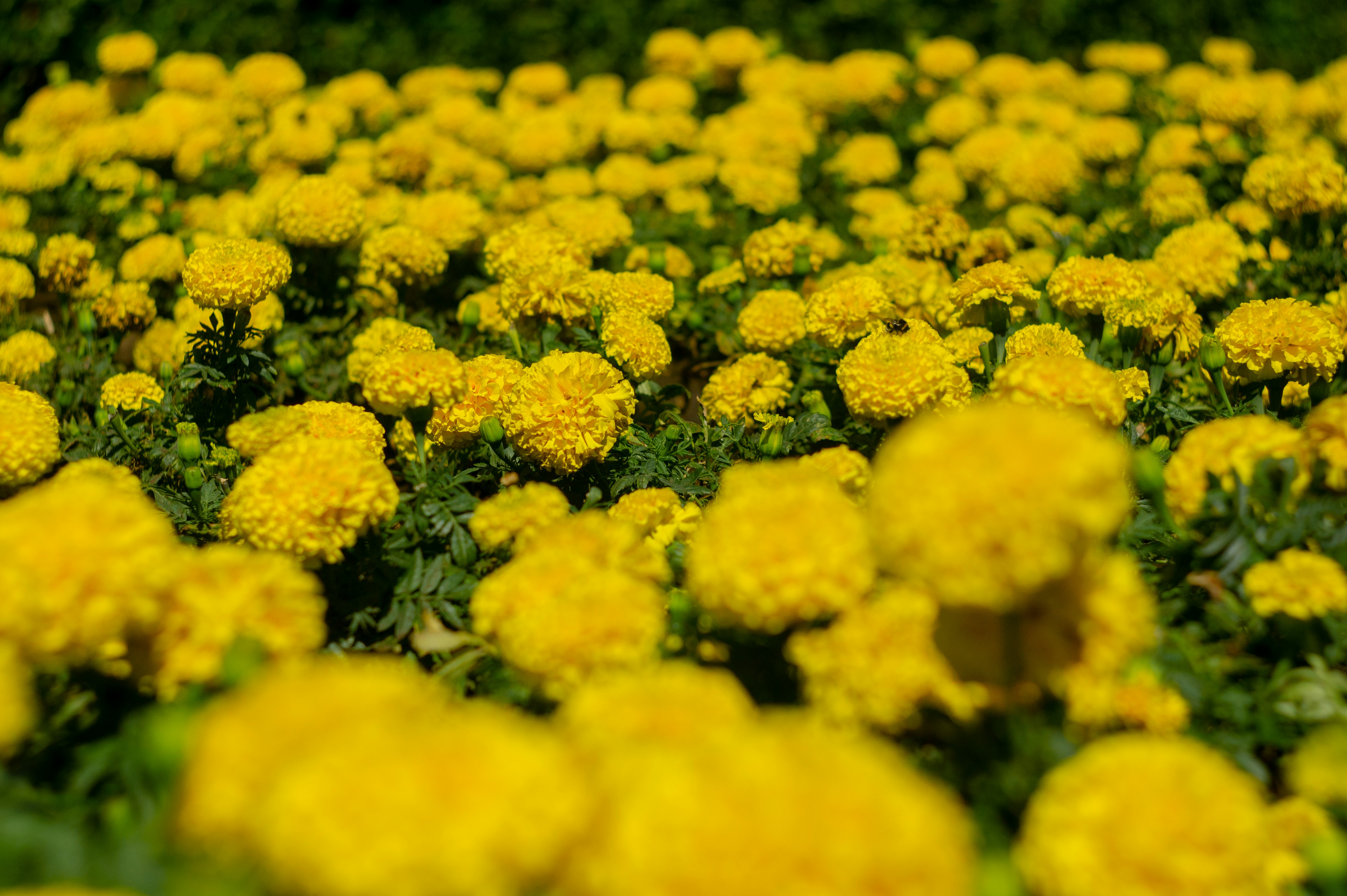 Photo by digital_helium