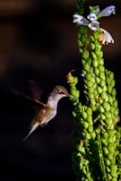 A close-up of a hummingbird hovering near a flower.