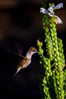 A close-up of a hummingbird hovering near a flower.