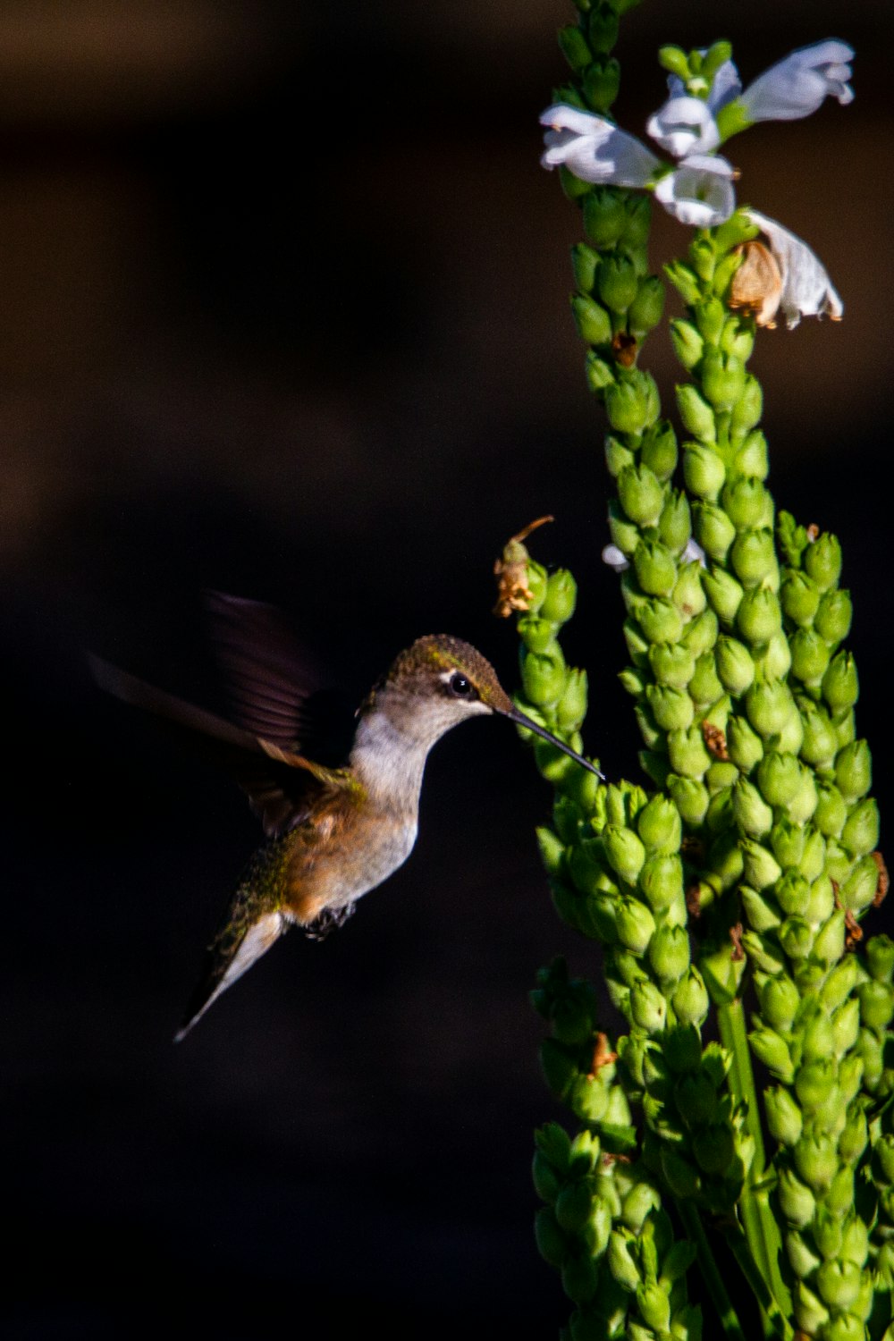 a hummingbird hovering over a green plant with white flowers