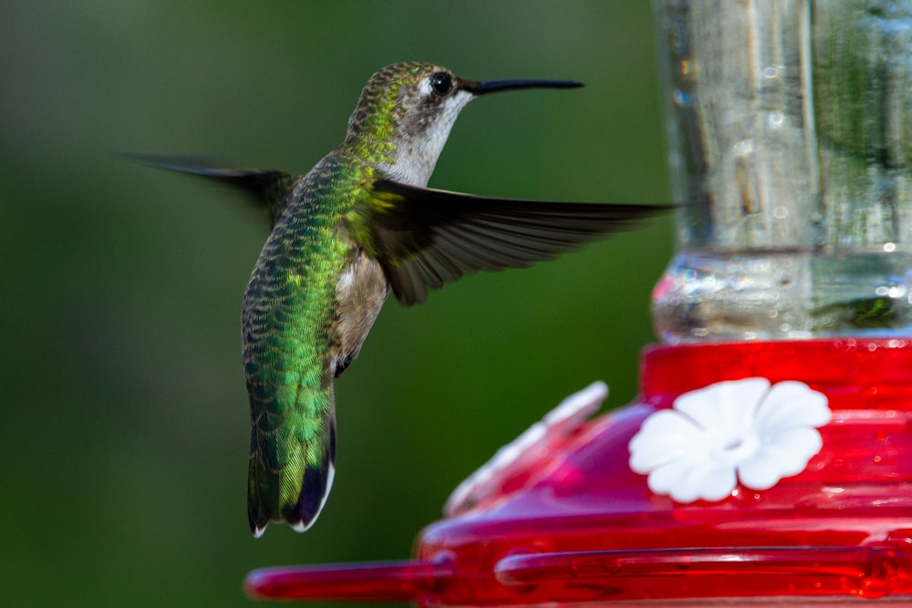 a hummingbird flying towards a hummingbird feeder