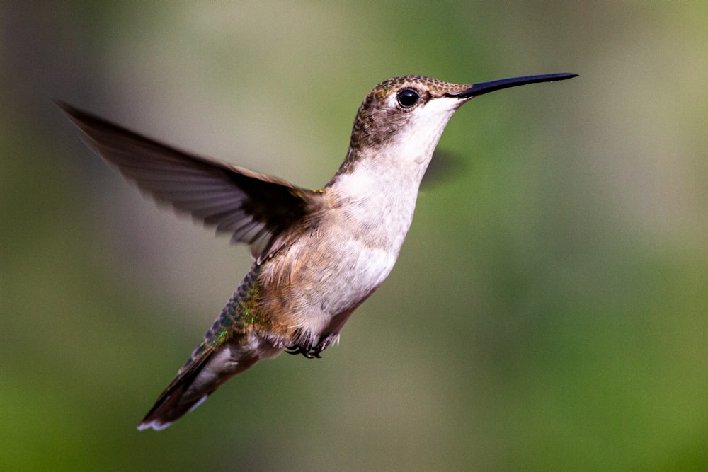 brown and green humming bird