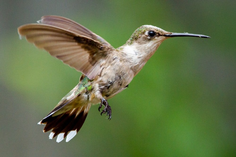 brown humming bird flying during daytime