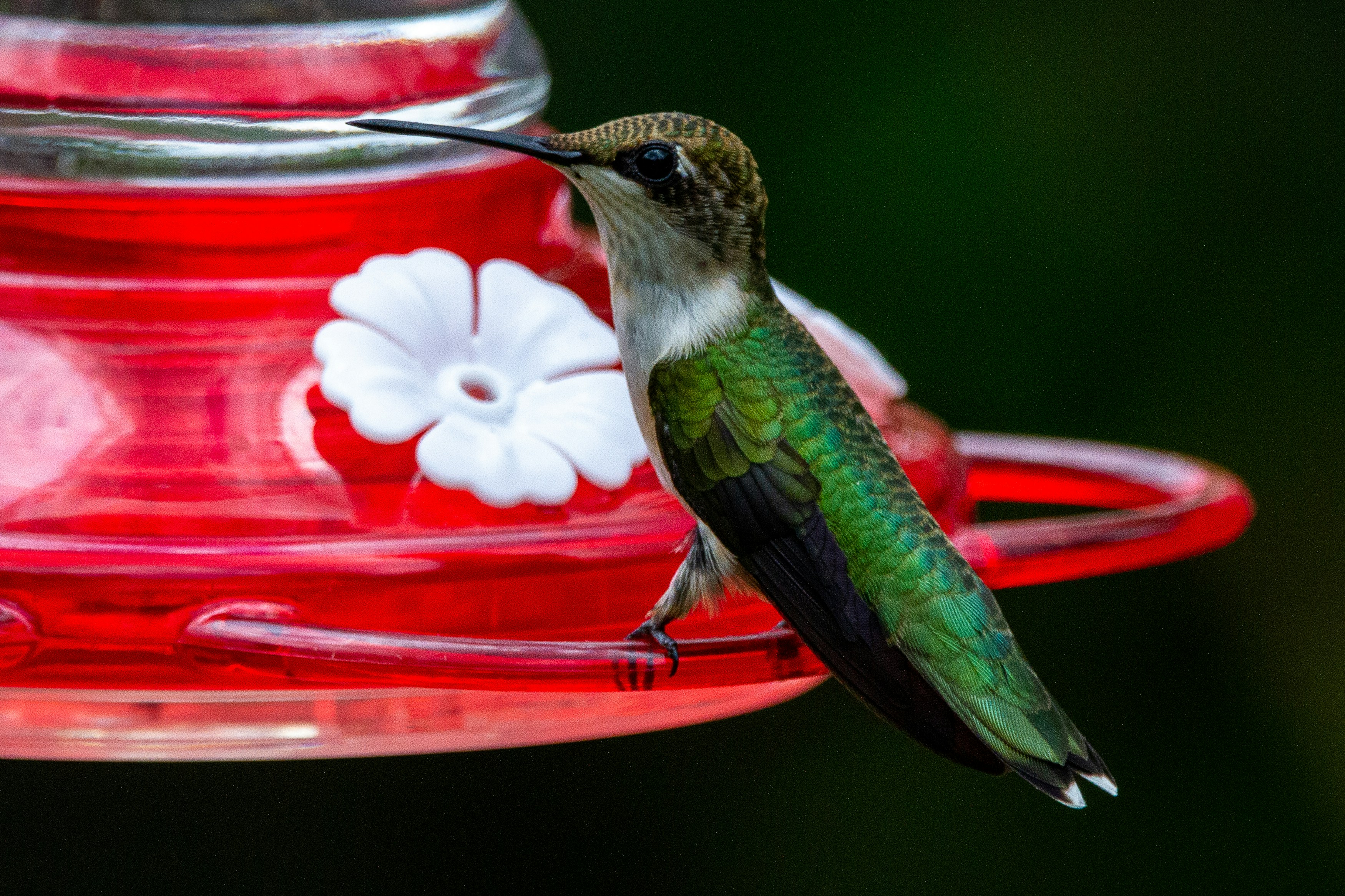 Choosing Wrong Sized Feeders (image credits: unsplash)
