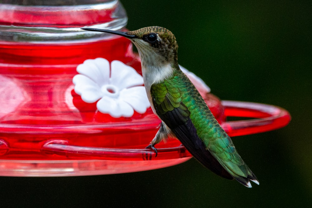 green and white bird on red and white flower