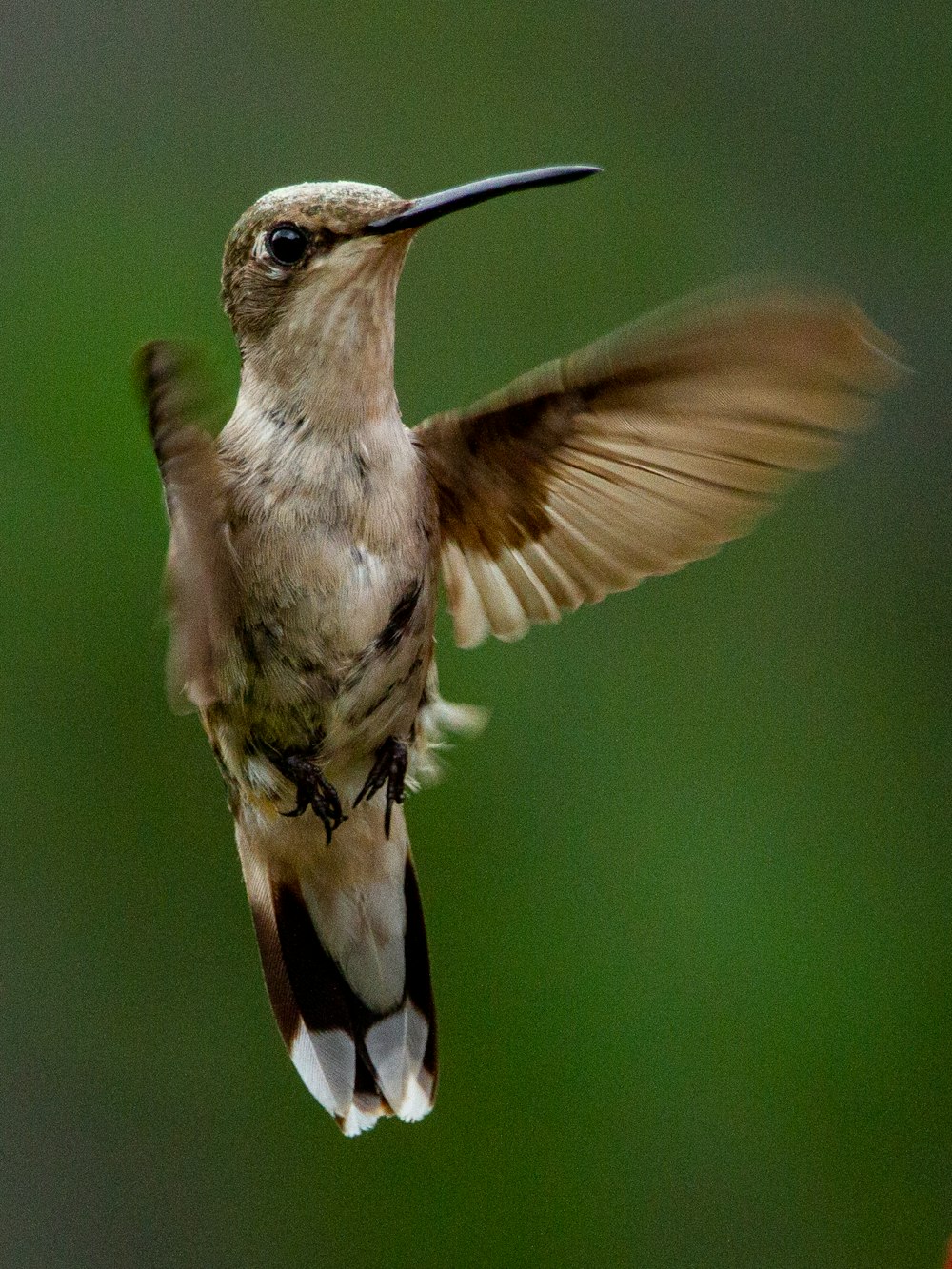 a hummingbird flapping its wings in the air