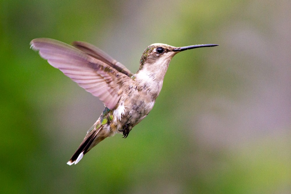 brown humming bird flying in the sky