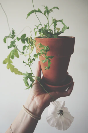 Close-up of hands gently holding a terracotta pot with a thriving green plant growing inside.