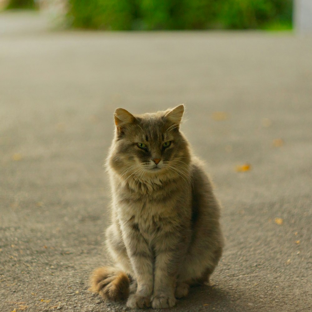 grey tabby cat on grey concrete road during daytime