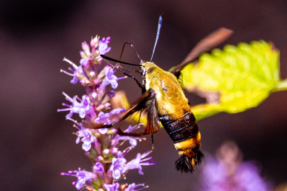 yellow and black butterfly perched on purple flower in close up photography during daytime