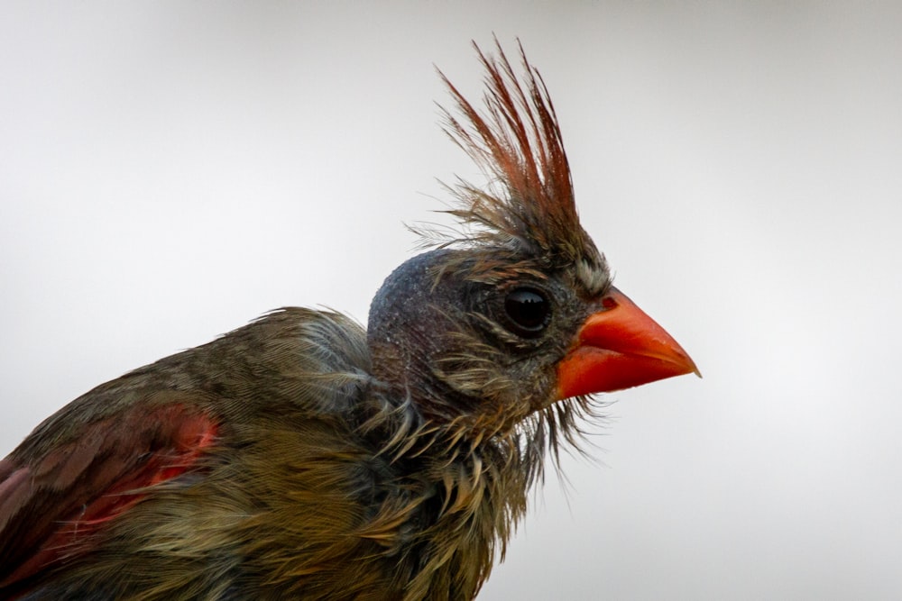 brauner und grauer Vogel auf weißer Oberfläche