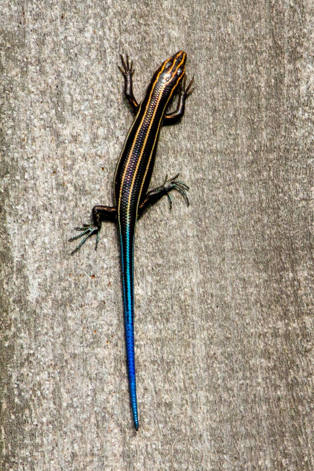 lézard noir et blanc sur sol en béton gris