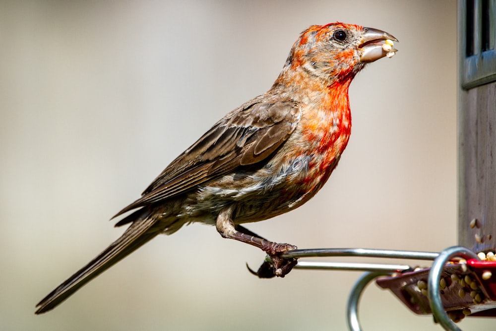 brown bird on black metal bar