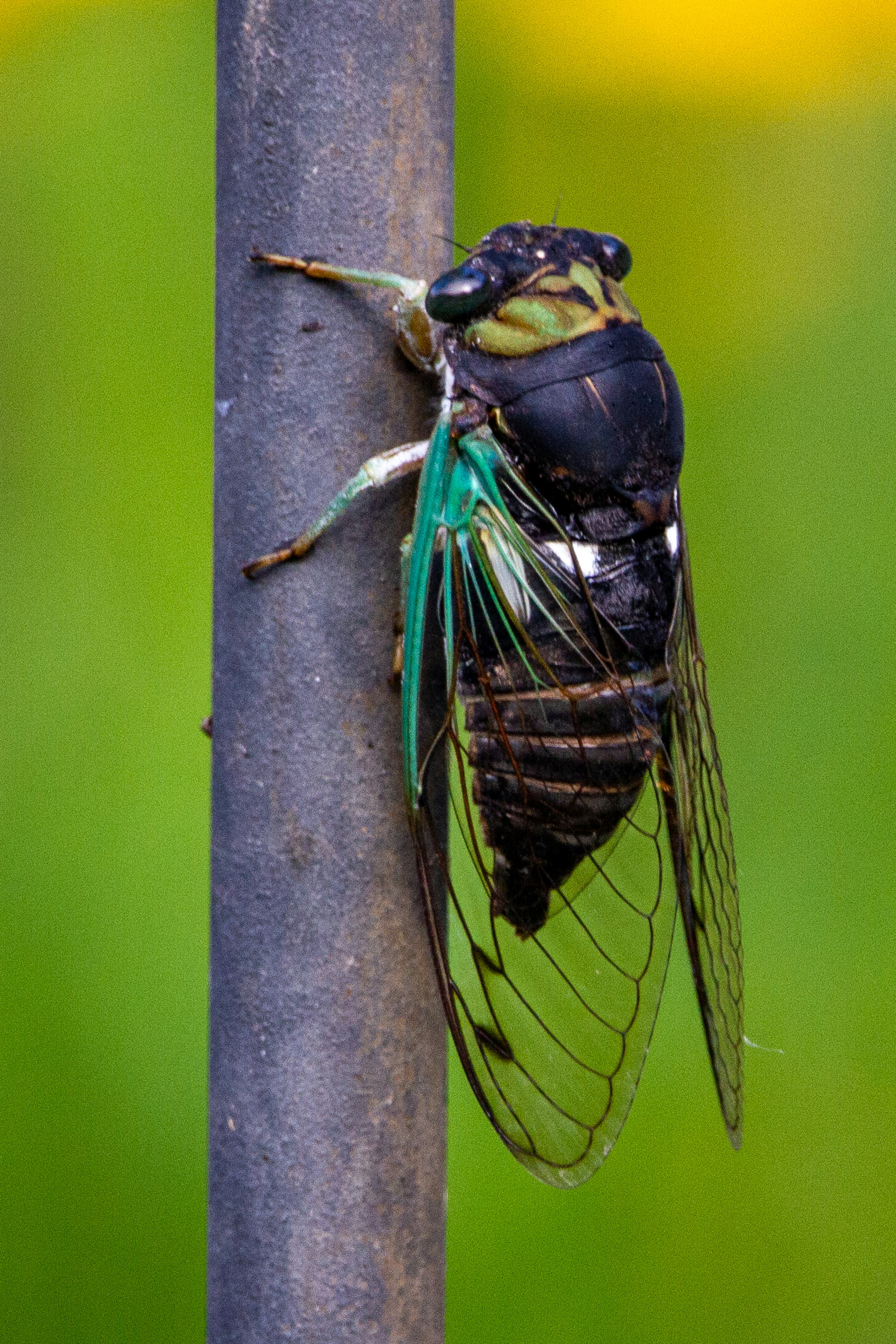 A cicada hangs on to a pole in my backyard.