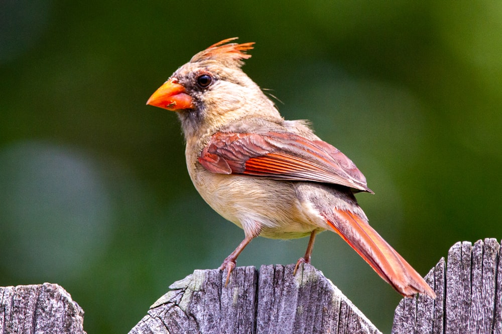 Brauner und roter Vogel auf braunem Holzzaun