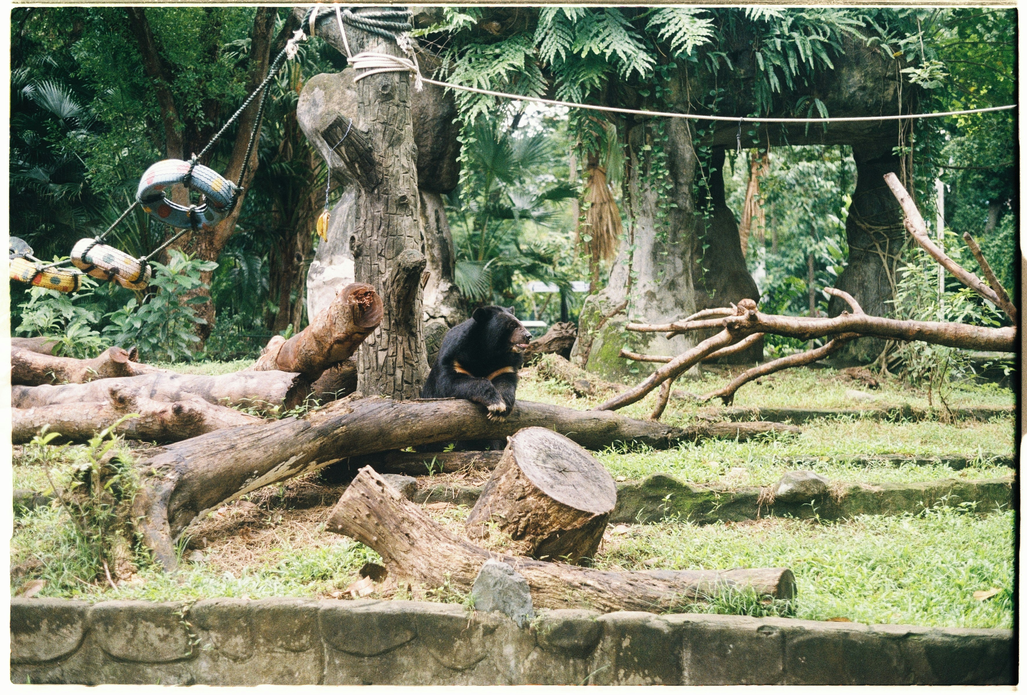 Black bear on tree stump