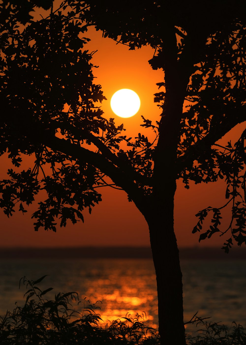 silhouette of tree during sunset