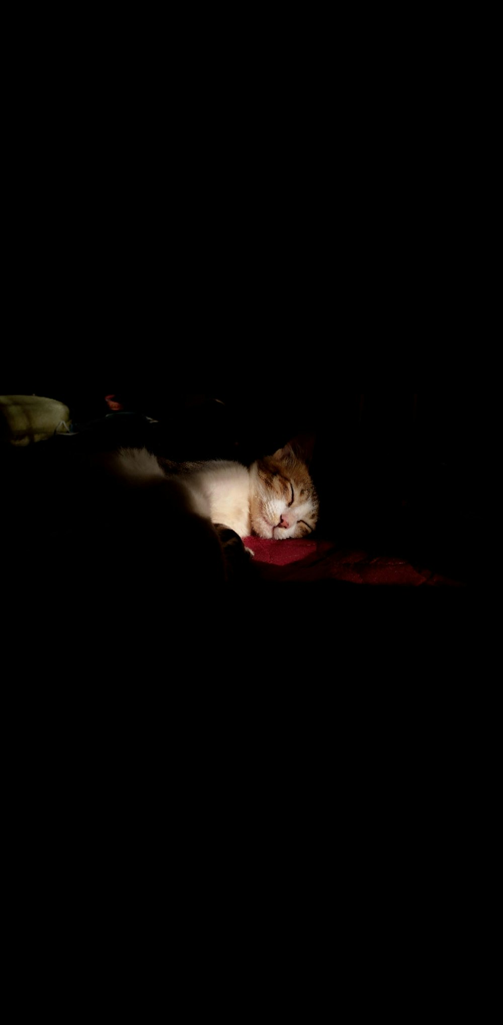 white and brown cat lying on red textile